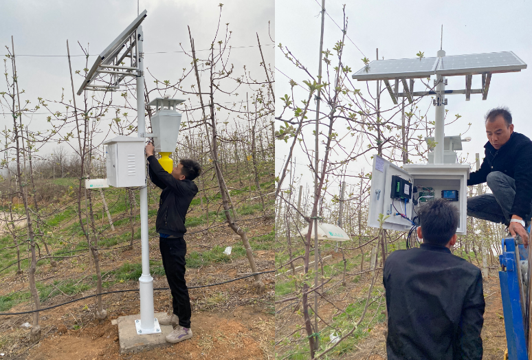 洛阳苹果园引进欧柯奇害虫远程实时监测系统