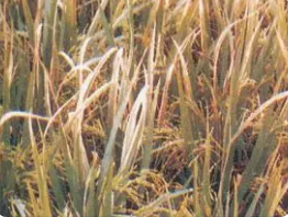 水稻白叶枯病的发病因素